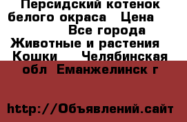 Персидский котенок белого окраса › Цена ­ 35 000 - Все города Животные и растения » Кошки   . Челябинская обл.,Еманжелинск г.